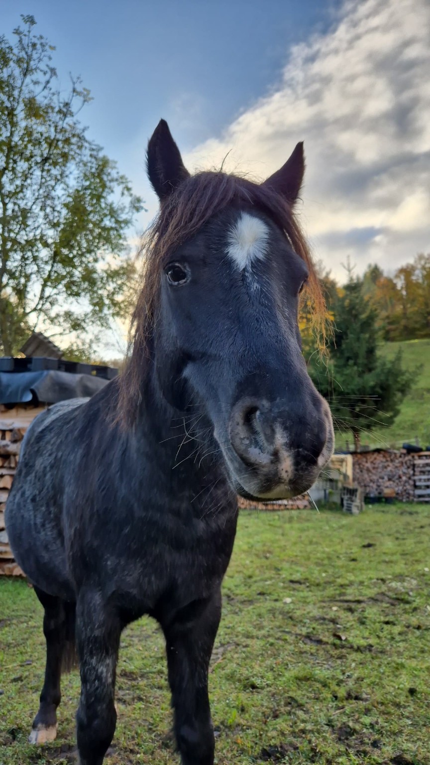 Beschreibung des Bildes