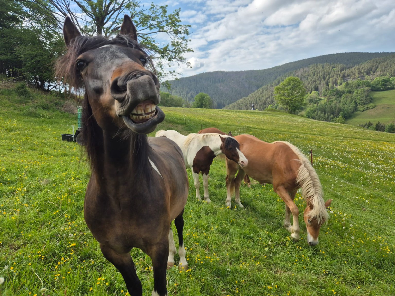 Pferd vom Döschnitzer Ponyhof