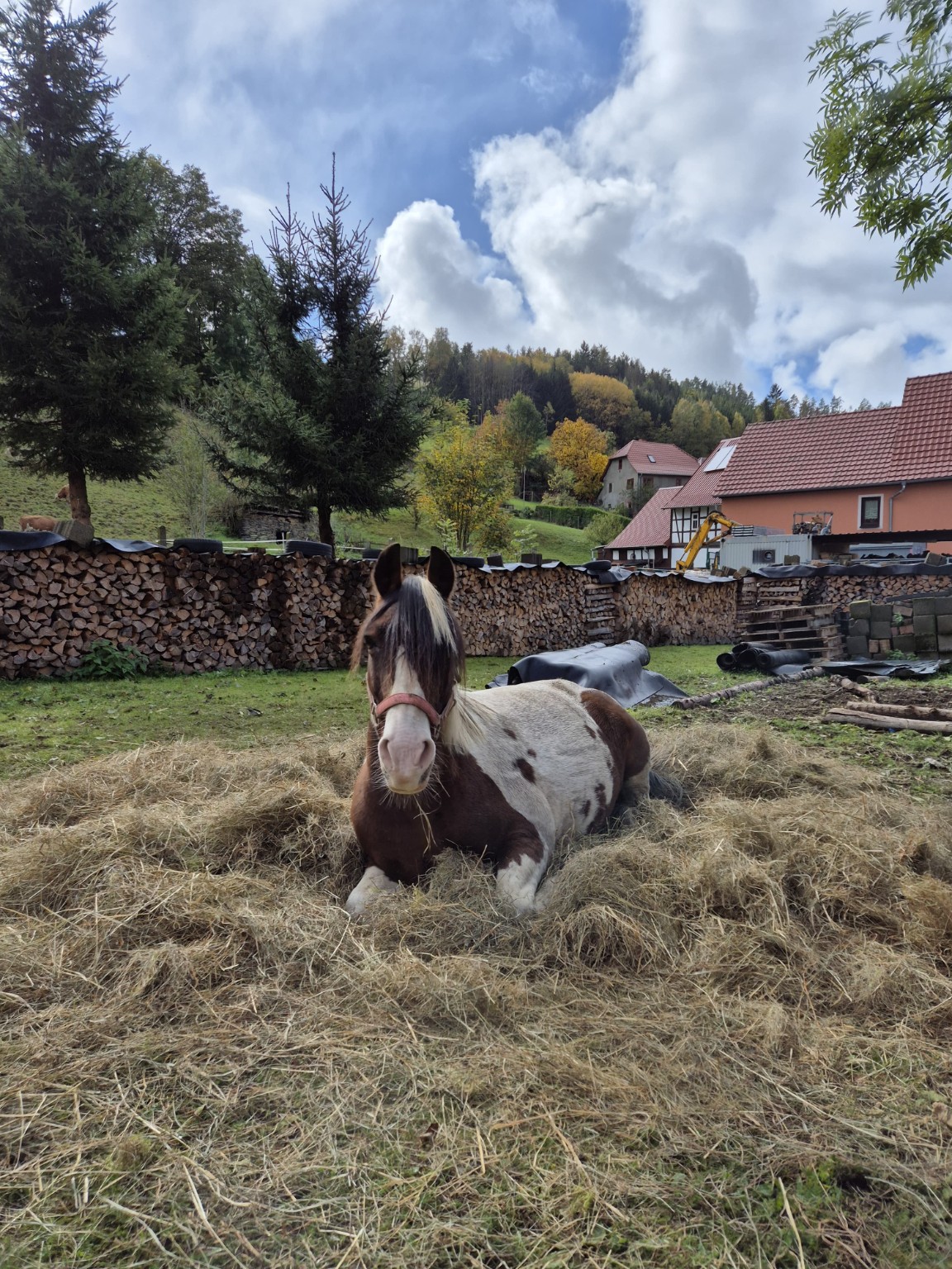 Beschreibung des Bildes