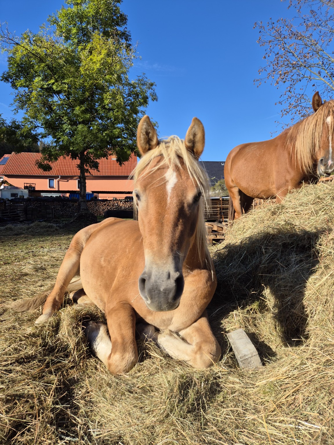 Beschreibung des Bildes